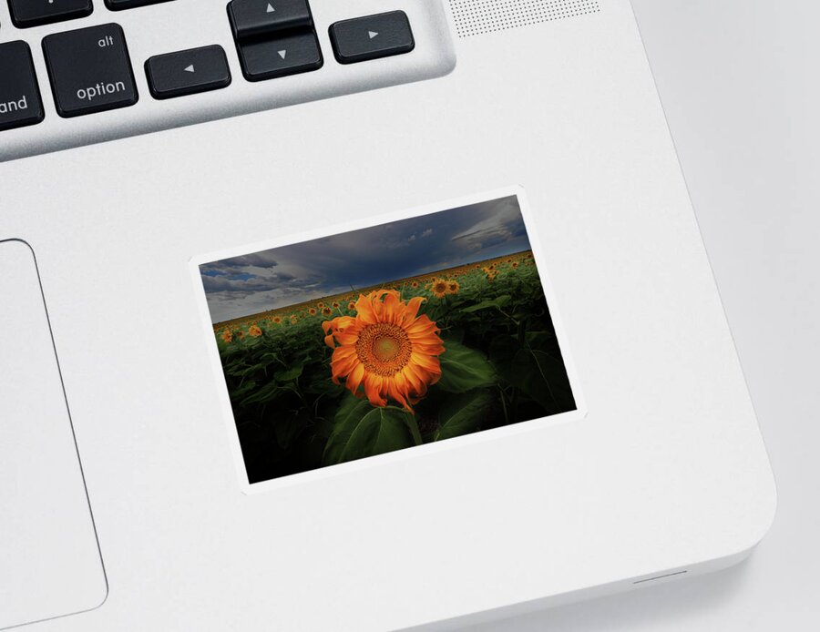 Sunflower Sticker featuring the photograph Not Just Another Face In The Crowd by Brian Gustafson