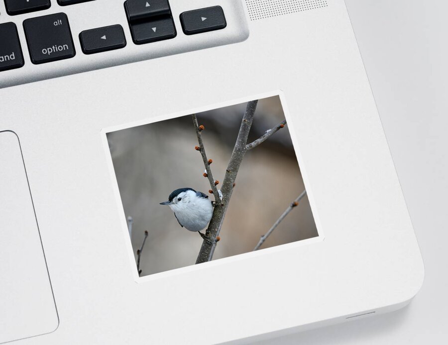 Nuthatch Sticker featuring the photograph Nuthatch by Michelle Wittensoldner