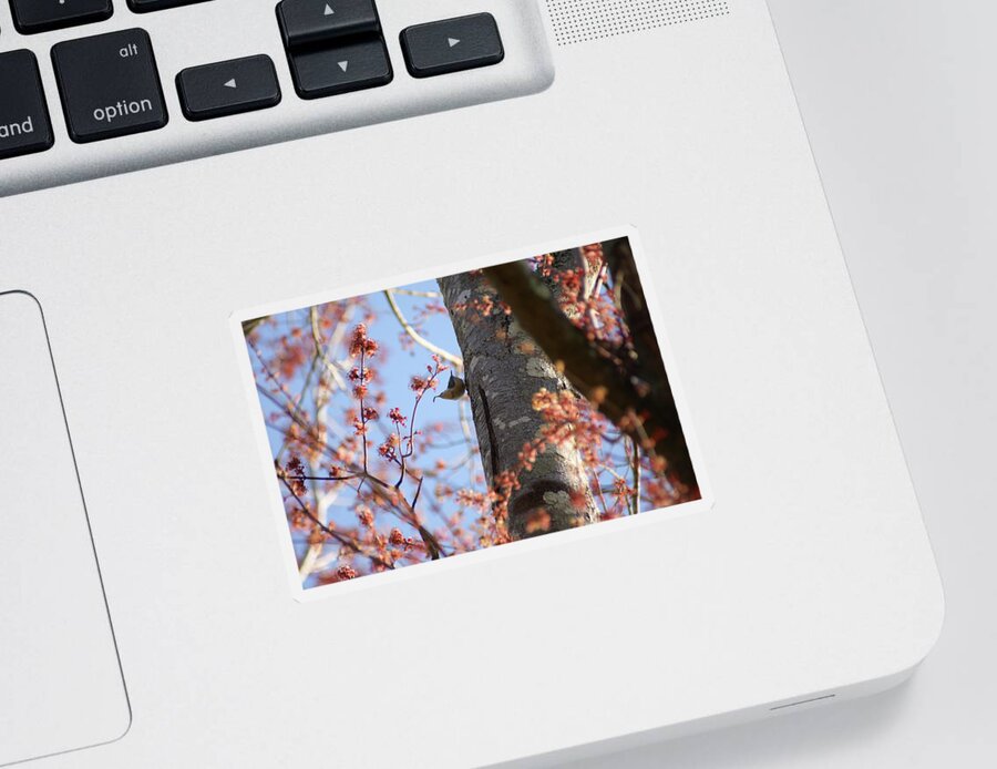  Sticker featuring the photograph Nuthatch Treat by Heather E Harman