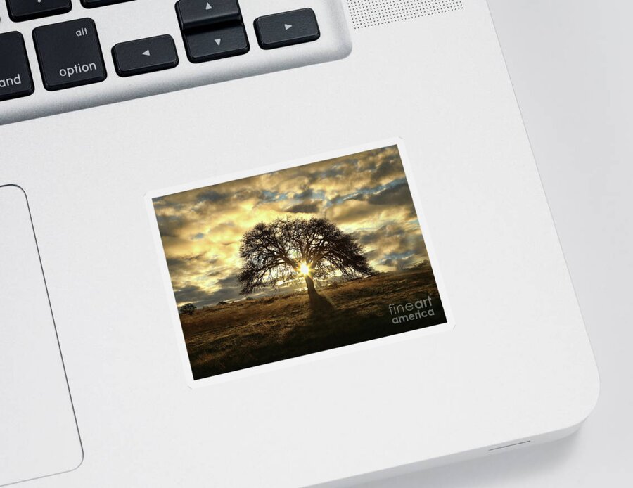 Oak Sticker featuring the photograph Oak Tree Clouds and Light with Sun Star by Stephanie Laird