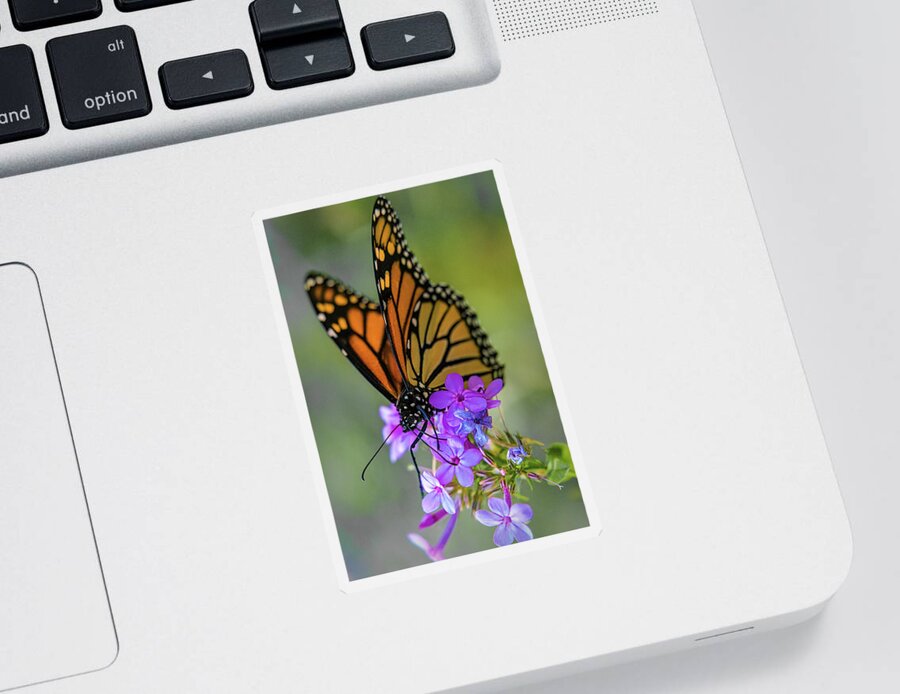Butterfly Sticker featuring the photograph October Monarch by Chris Lord
