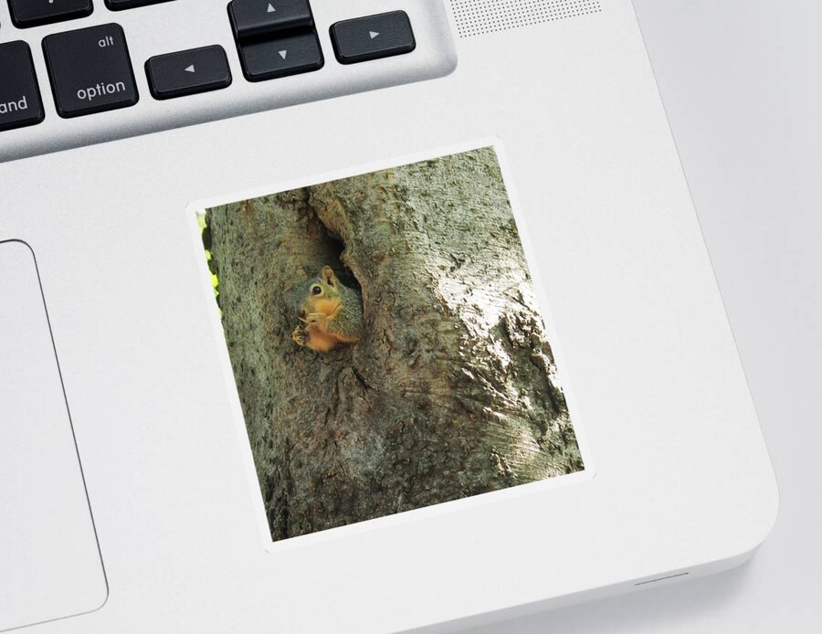 Squirrel Sticker featuring the photograph Oh my Who Are You by C Winslow Shafer