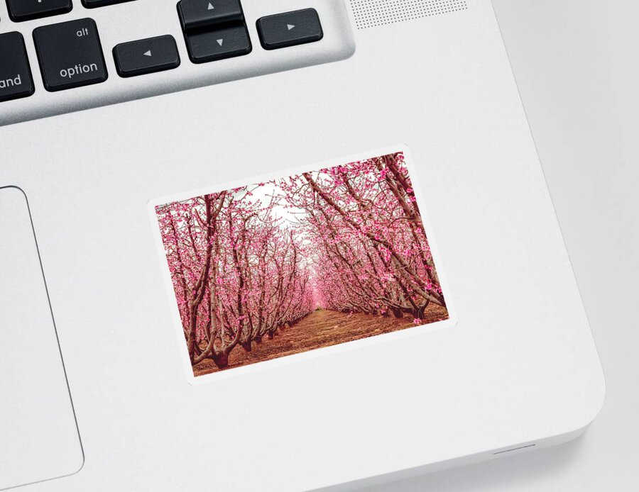 Blossom Trail Sticker featuring the photograph Old Fruit Trees With New Blossoms by Elvira Peretsman