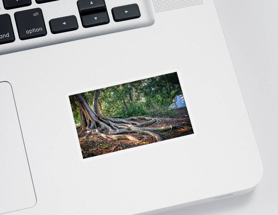 Moreton Bay Fig Sticker featuring the photograph Old Moreton Bay Fig by Mike-Hope by Mike-Hope
