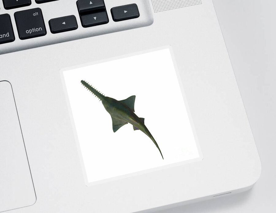 Onchopristis Sawfish Sticker featuring the digital art Onchopristis Sawfish Overview by Corey Ford