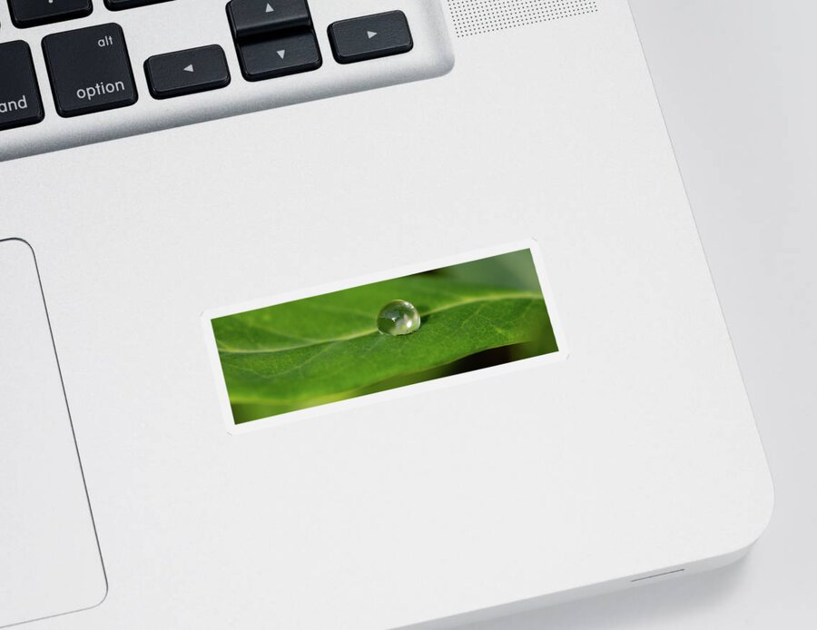 Flower Theme Sticker featuring the photograph One Green Waterdrop by Crystal Wightman