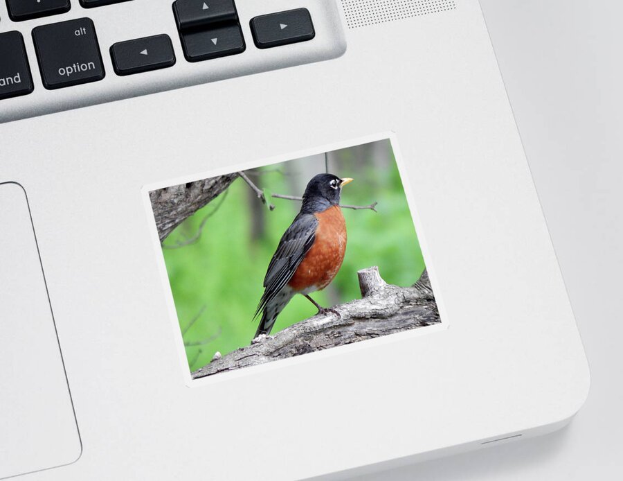Robin Sticker featuring the photograph One Leg by Wild Thing