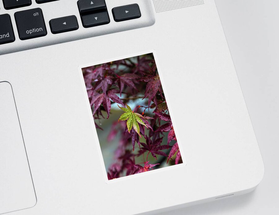 Leaf Sticker featuring the photograph One of a Kind by Laura Roberts