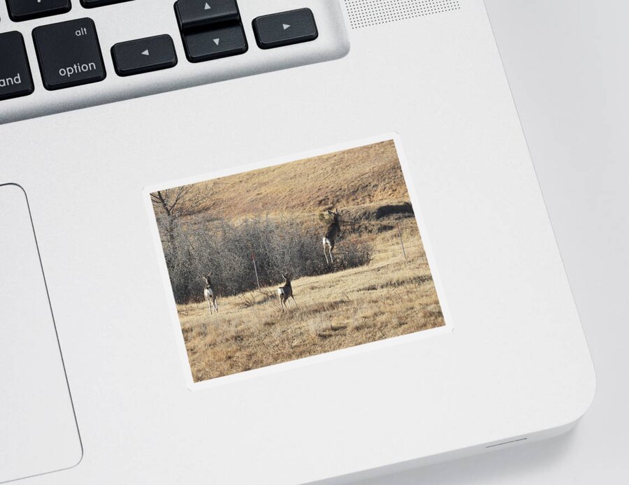 Mule Deer Sticker featuring the photograph One Two Three Jump by Amanda R Wright