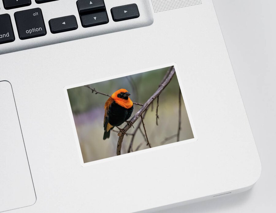 Orange Sticker featuring the photograph Orange Bishop Passerine Bird by Artur Bogacki