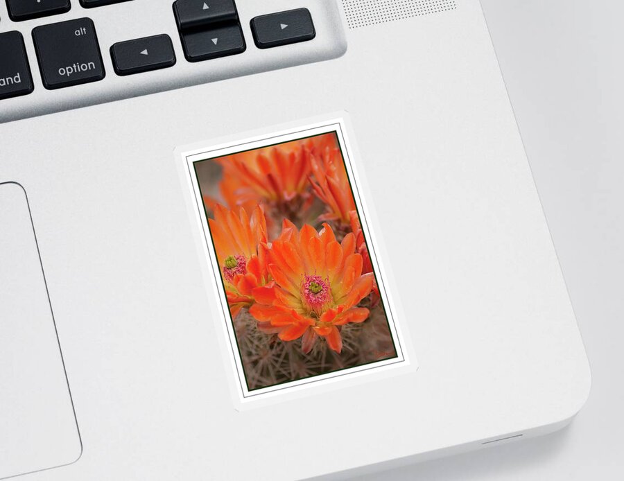 Cactus Sticker featuring the photograph Orange Cactus by Peggy Dietz