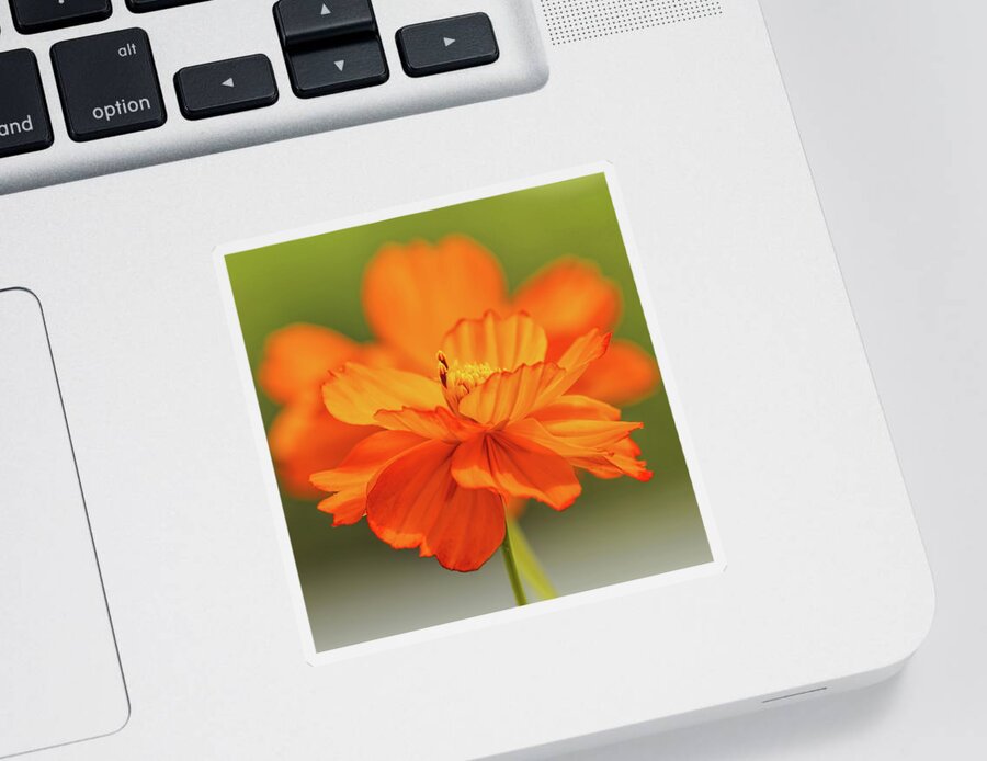 Flower Sticker featuring the photograph Orange Cosmos Pair by Dale Kauzlaric