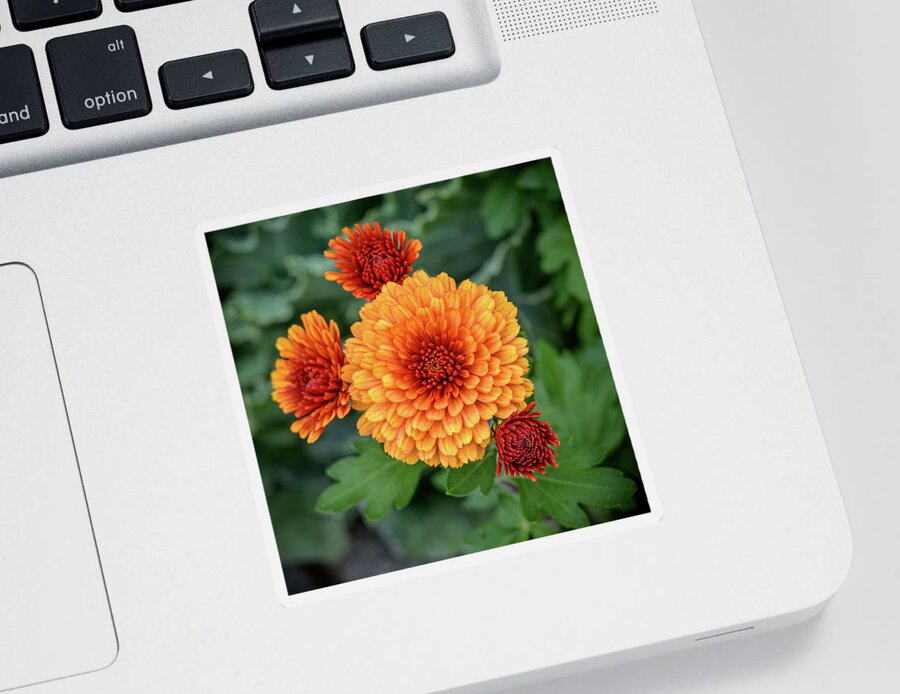 Autumn Sticker featuring the photograph Orange-Red Mums by Frank Mari