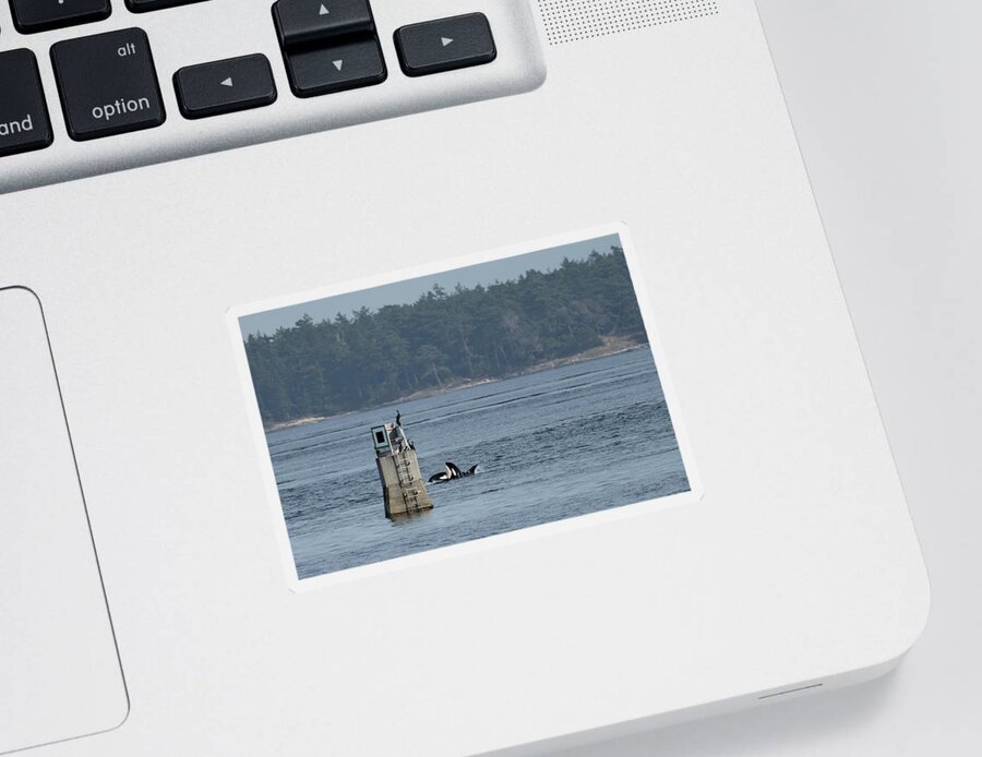 Whale Sticker featuring the photograph Orca and Cormorants by Bill Cubitt