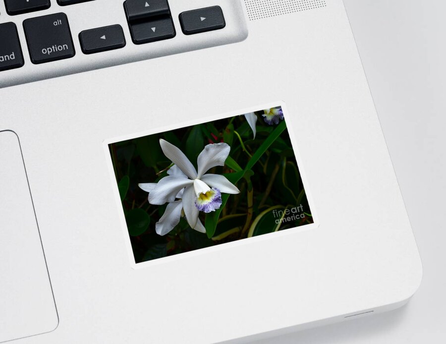 Amethystella Orchid Photograph Sticker featuring the photograph Orchid Bloom in the Darkness by Expressions By Stephanie