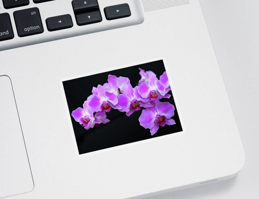 Flower Sticker featuring the photograph Orchid wave by Gina Fitzhugh