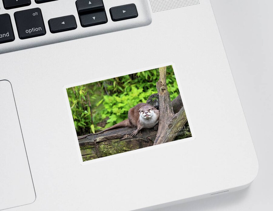 Wild Sticker featuring the photograph Oriental small-clawed otter crouched on a wall by Jane Rix