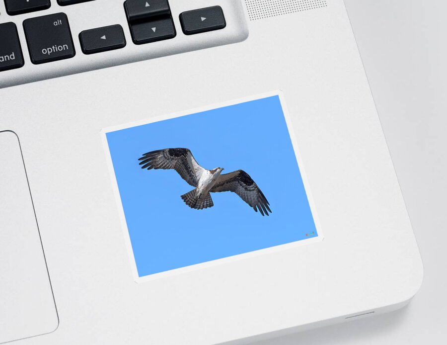 Nature Sticker featuring the photograph Osprey in Flight DRB0282 by Gerry Gantt