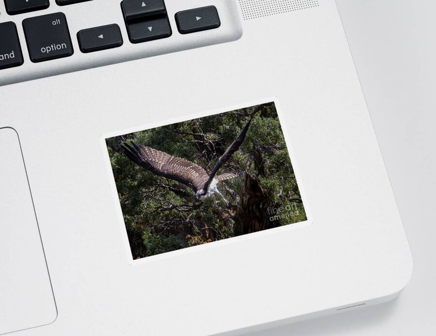 Bird Species Sticker featuring the photograph Osprey Spreading Wings in Waterton Canyon by Steven Krull