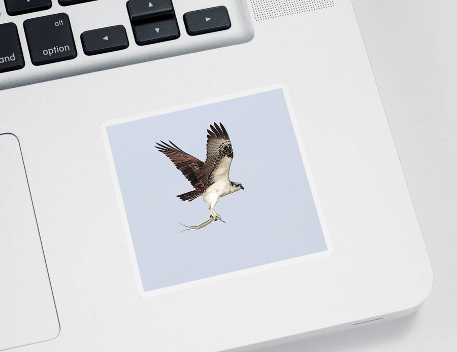 Osprey Sticker featuring the photograph Osprey with a Needle Fish 3 by Mingming Jiang