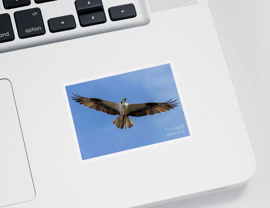 Osprey Sticker featuring the photograph Osprey With Fish by Steven Krull