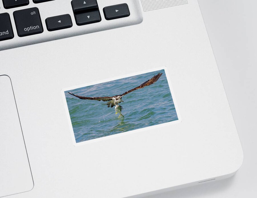Osprey Sticker featuring the photograph Osprey with Jack Fish by RD Allen