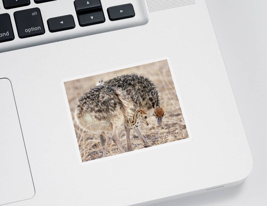 Masai Ostrich Sticker featuring the photograph Ostrich Chicks by Max Waugh