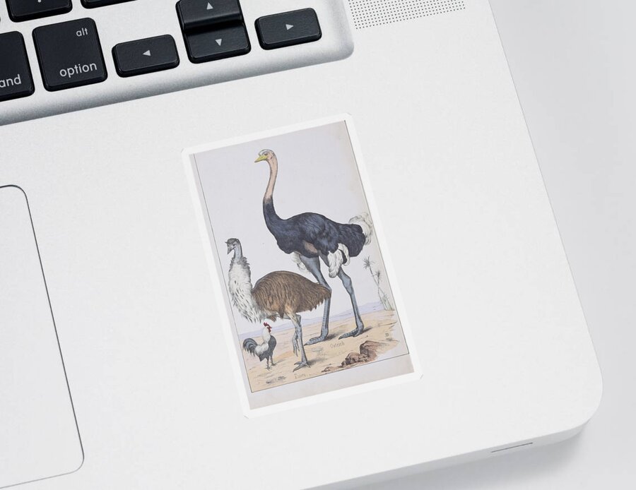 Flightless Birds Sticker featuring the digital art Ostrich, Emu And Chicken- 1865 by Kim Kent