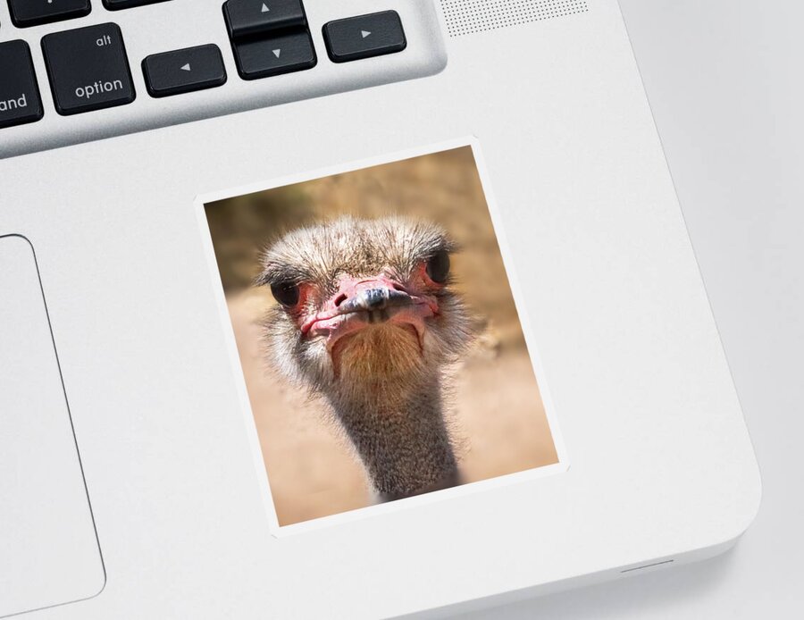 Ostrich Sticker featuring the photograph Ostrich Staredown by Laura Putman