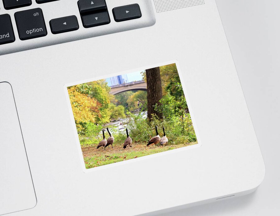 Birds Sticker featuring the photograph Out For A Stroll by Trina Ansel