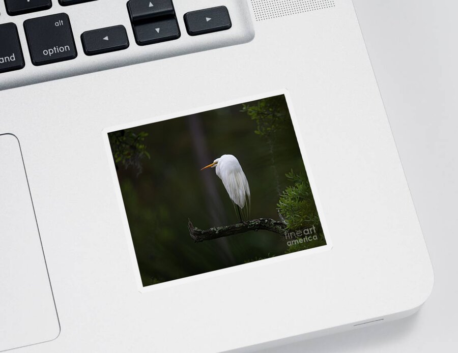 Egre Sticker featuring the photograph Out on a Limb - Great White Heron by Dale Powell