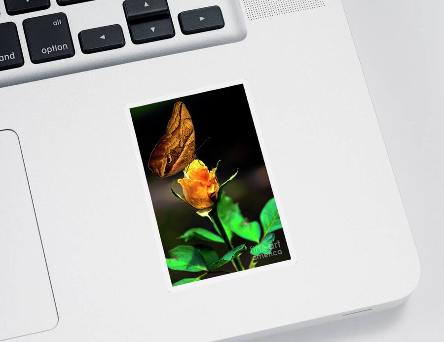 2206 Sticker featuring the photograph Owl Butterfly On A Colorful Rosebud by Al Bourassa