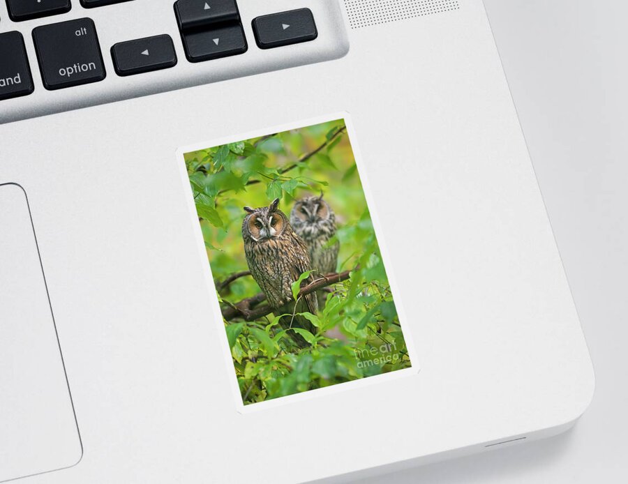 Two Sticker featuring the photograph Owl Pair in Tree by Arterra Picture Library