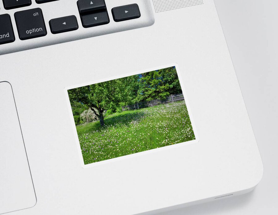 Nag0061172 Sticker featuring the photograph Oxeye Daisy Meadow by Edmund Nagele FRPS