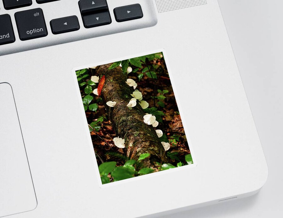 Oyster Mushrooms Sticker featuring the photograph Oyster Mushrooms by Flees Photos