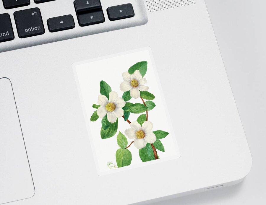 Pacific Sticker featuring the painting Pacific Dogwood by Mary Vaux Walcott by World Art Collective