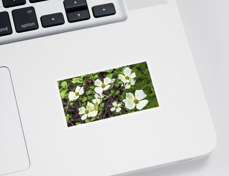 Flowers Sticker featuring the photograph Pacific Dogwoods by Claude Dalley