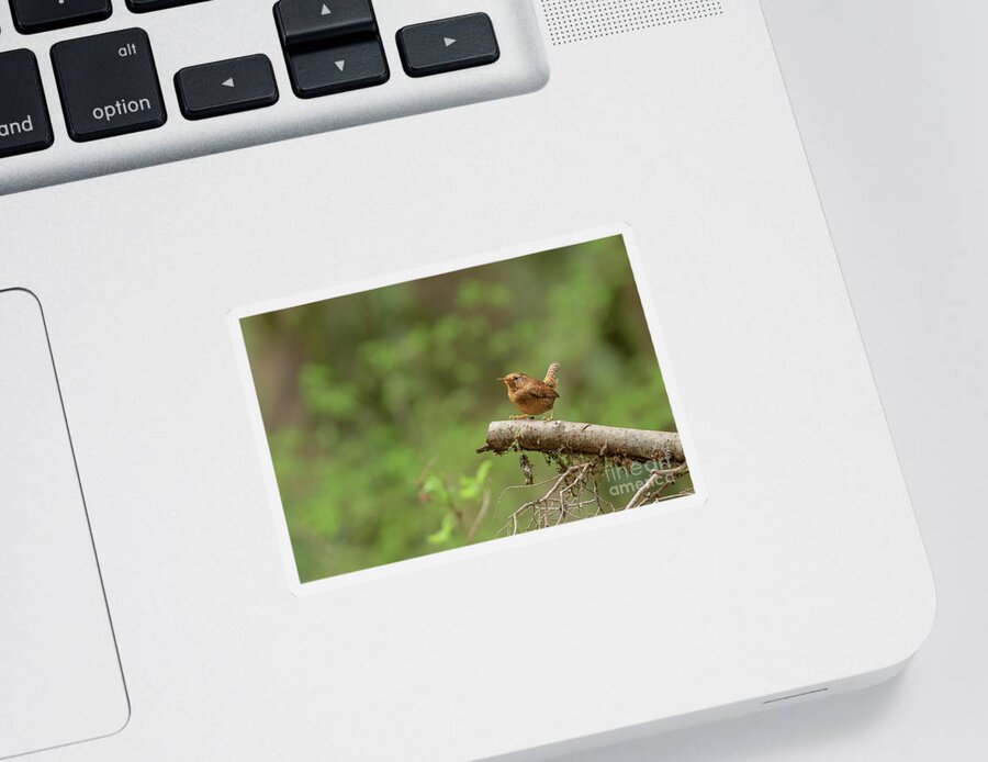 Boulder River Sticker featuring the photograph Pacific Wren in Soft Sunlight by Nancy Gleason
