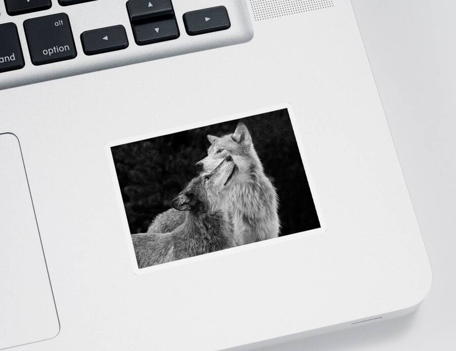 Wolves Sticker featuring the photograph Pack Mates 2 by Mary Hone