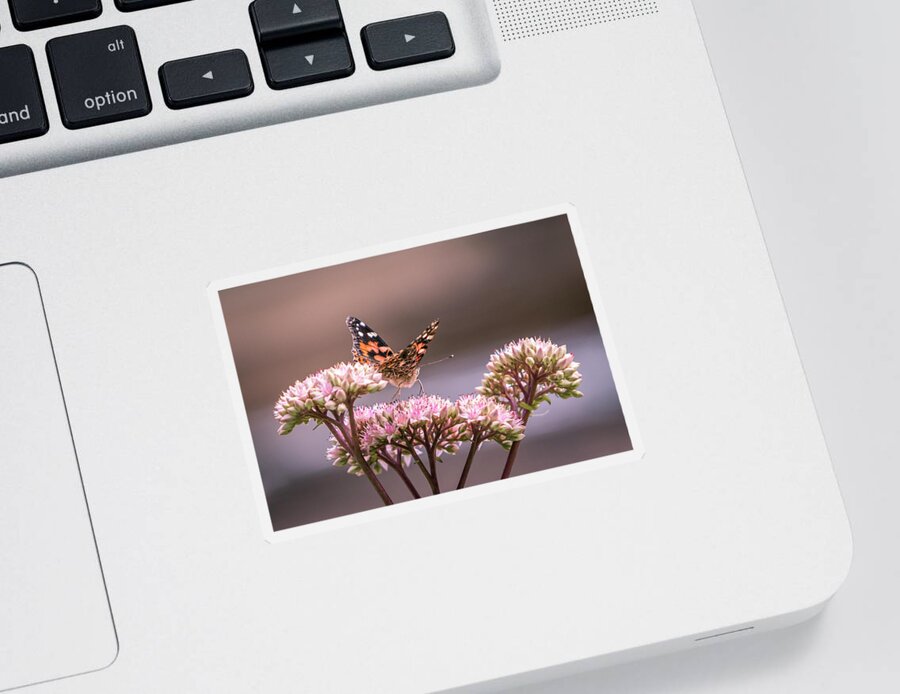 Painted Lady Sticker featuring the photograph Painted Lady Butterfly On Flowering Sedum Matrona #3 by Patti Deters