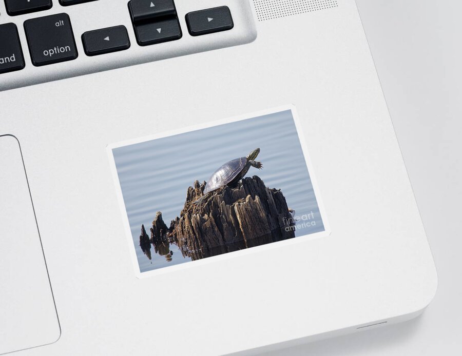 Painted Turtle Sticker featuring the photograph Painted Turtle Stump by Natural Focal Point Photography