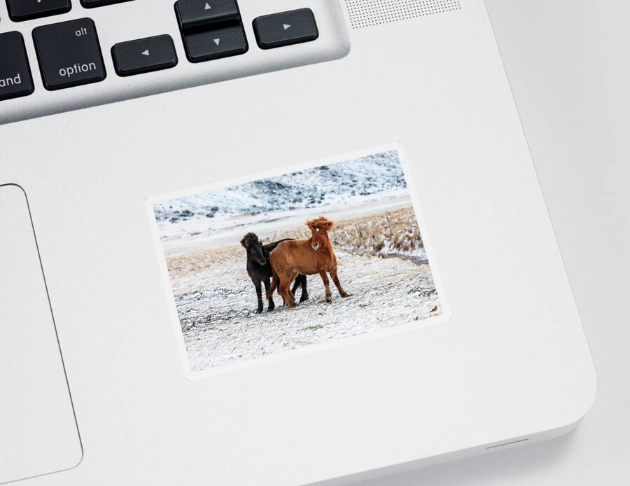 Pair Sticker featuring the photograph Pair of Icelandic horses, one black and one chestnut, in a froze by Jane Rix