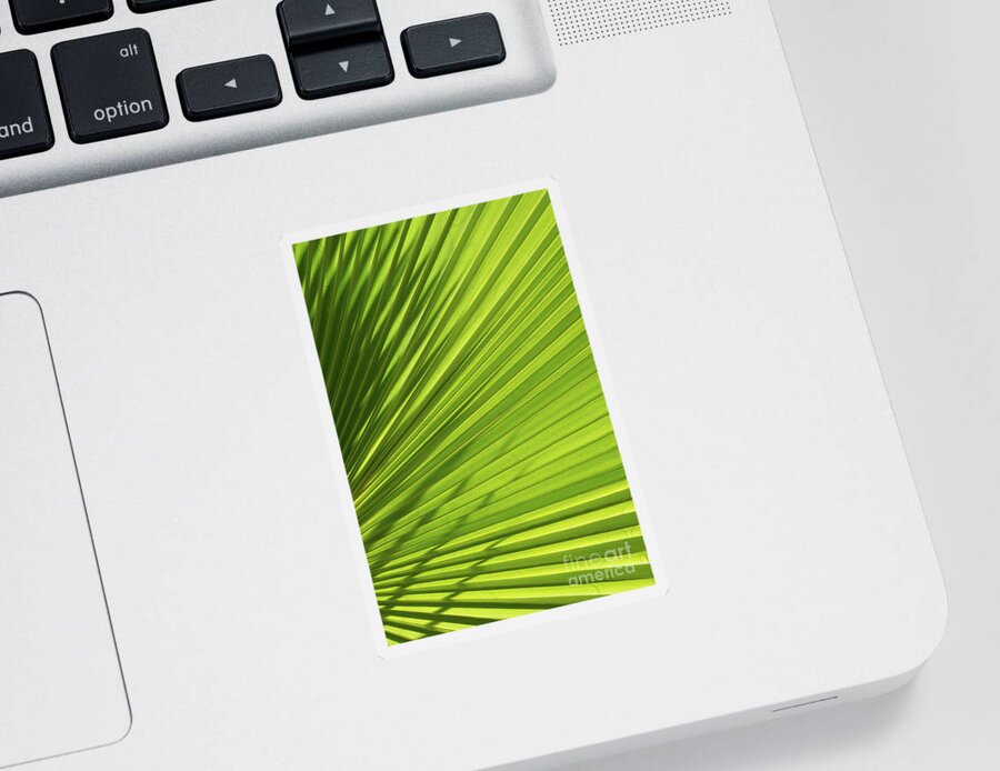 Palm Leaf Sticker featuring the photograph Palm leaf with light and shadow 1 by Adriana Mueller