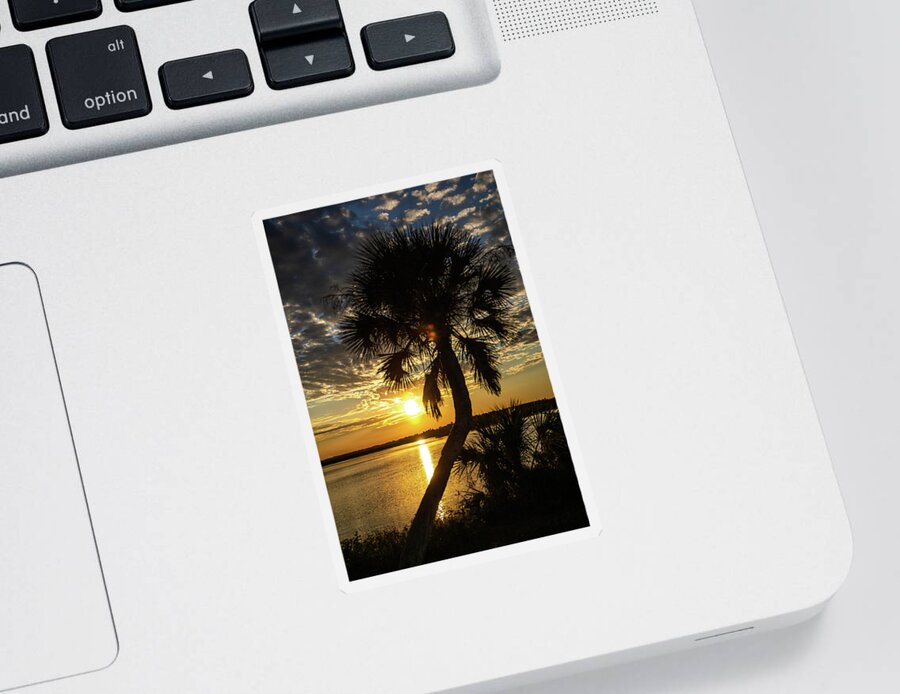 Sunset Sticker featuring the photograph Palm Tree Sunset by Rocco Silvestri
