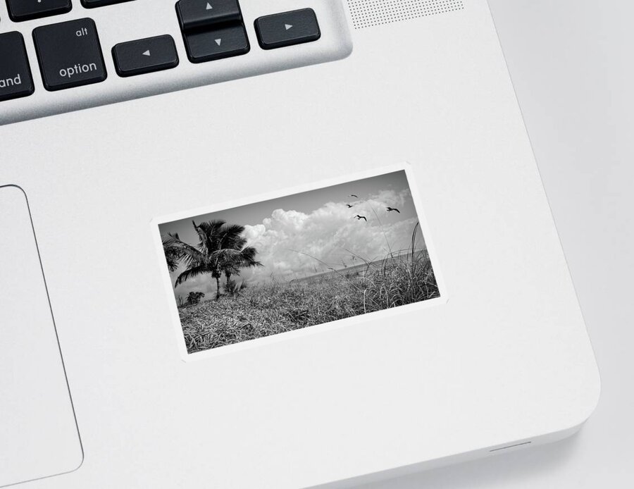 Black Sticker featuring the photograph Palm Trees on the Sand Dunes Black and White by Debra and Dave Vanderlaan