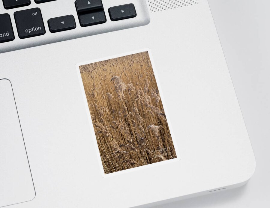 Earth Tones Sticker featuring the photograph Pampas grass on the shore of a lake 1 by Adriana Mueller