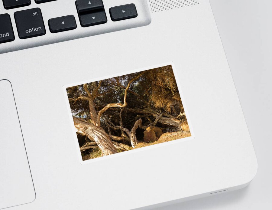 Tree Sticker featuring the photograph Paperbark Trees by Elaine Teague