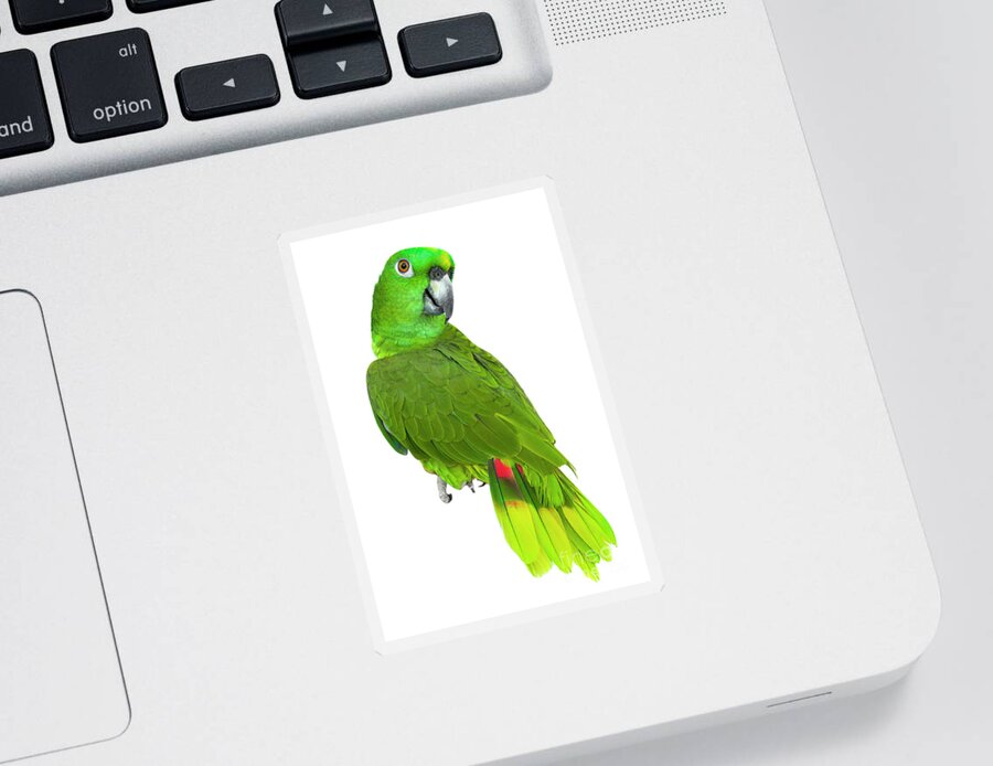 Birds Sticker featuring the photograph Parrot Joy by Renee Spade Photography