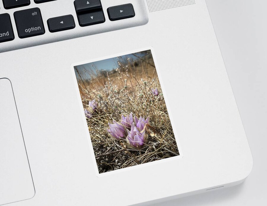 Pasque Flower Sticker featuring the photograph Pasque Flower of the Seven Sisters by Alex Blondeau