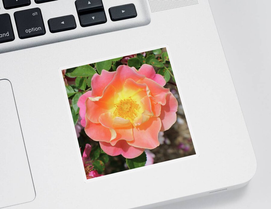 Pastel Sticker featuring the photograph Pastel Sunset Rose by Kathy Pope